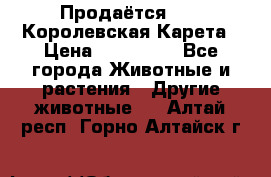 Продаётся!     Королевская Карета › Цена ­ 300 000 - Все города Животные и растения » Другие животные   . Алтай респ.,Горно-Алтайск г.